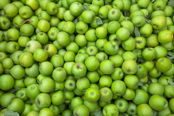 Green apples background