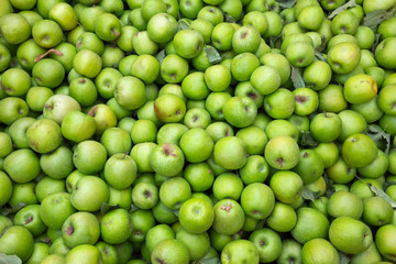 Green apples background