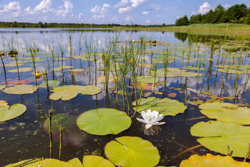 Summer landscape with water lilies on a sunny day