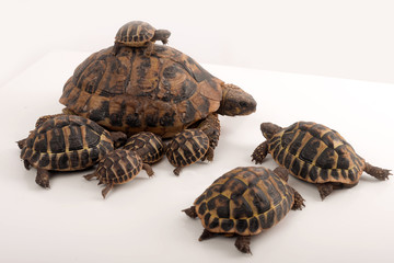 Fototapeta premium Famille de tortues Herman (Testudo Hermanni)