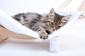 Katzenbaby in er Hängematte