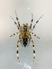 kreuzspinne