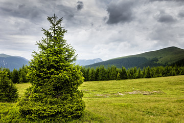 Fototapeta na wymiar Beautiful alpine landscape with pines
