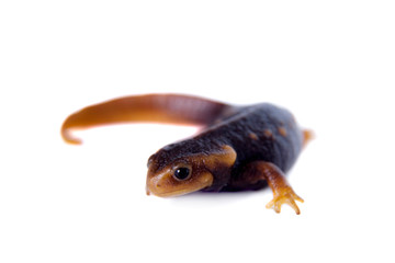 Himalayan newt isolated on white
