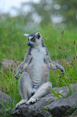 Ring-tailed lemur