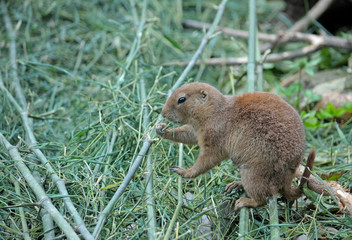Marmot eating grass