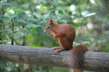 Naklejka na ściany i meble Red squirrel sitting on a log