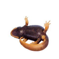 Himalayan newt isolated on white