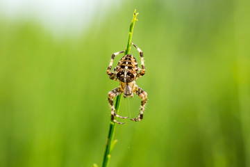 kreuzspinne