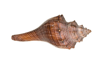 Sea shell