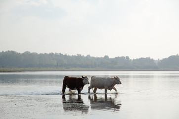 Cattle walking in water
