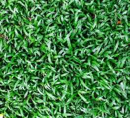 leaf of green grass texture background