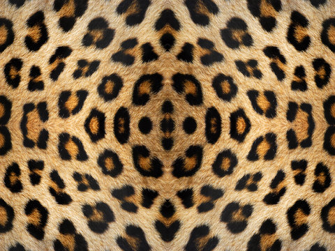 Leopard Fur Pattern