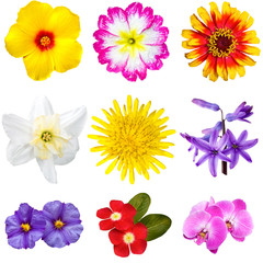 Colorful Flowers Cutouts