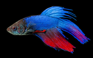 Betta splendens - siamese fighting fish on a black background