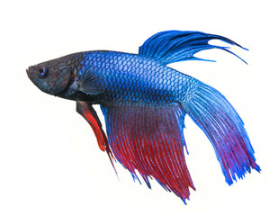 Betta splendens - siamese fighting fish