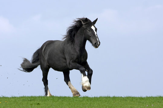 Irish Tinker
