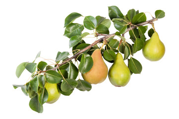 Juicy Pears On A Branch With Leaves © cipariss