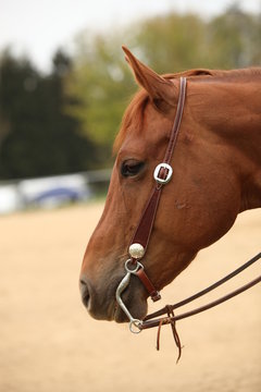 Westernreiten