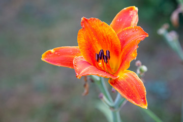 Orange daylily single flower in the garden