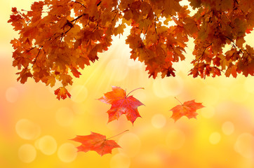 leaf fall abstract background