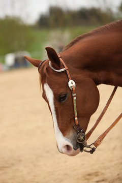 Westernreiten