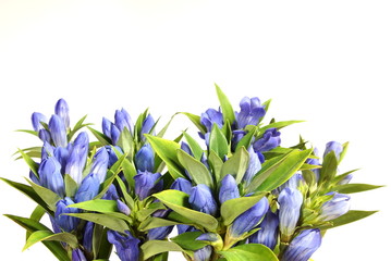 Beautiful blue gentian flowers on white background