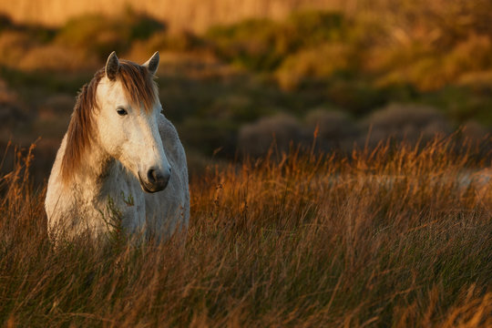 Fototapeta White horse of Camargue