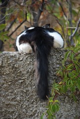 Кошачий хвост