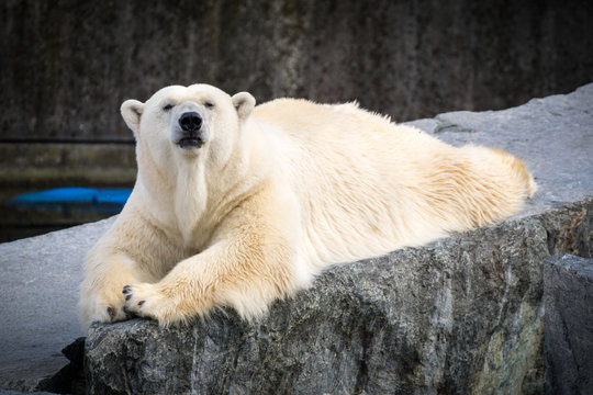Eisb&auml;r