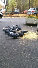 Pigeons eat millet