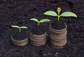 trees growing on coins / csr / sustainable development