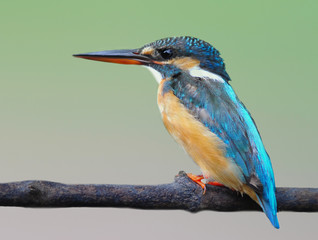 Common kingfisher