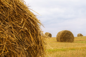 Landscape with straw bales on agricultural  field