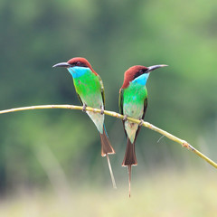 Blue throated Bee eater