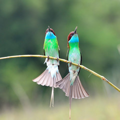 Blue throated Bee eater
