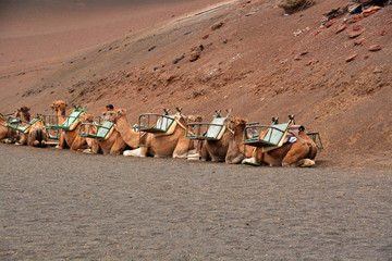 camellos descansando
