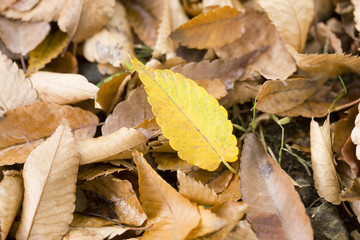 黄葉したケヤキの葉