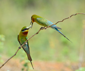 Blue-tailed bee-eater