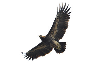 Fototapeta na wymiar Greater Spotted Eagle