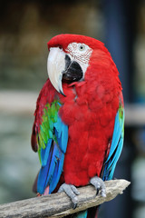 アカコンゴウインコ