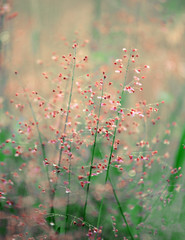 Grass flower in the morning