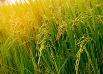 Rice field