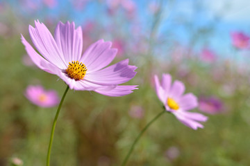 コスモス
