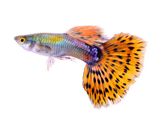 Fototapeta premium guppy fish isolated on white background