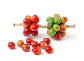 red coffee beans isolated on white background