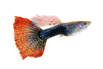 guppy fish isolated on white background