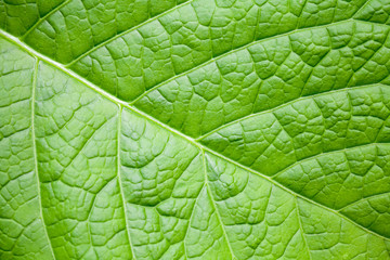 Nature macro abstract background with bright green leaf