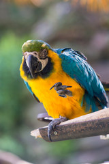 ルリコンゴウインコ