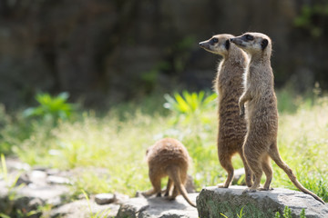 Fototapeta premium ミーアキャット